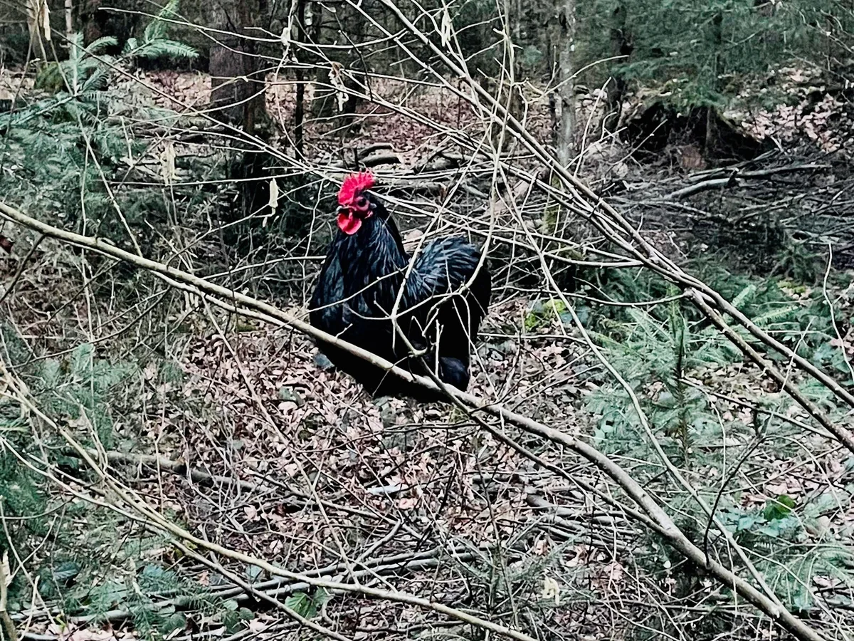 Ein Hahn in einem Wald.
